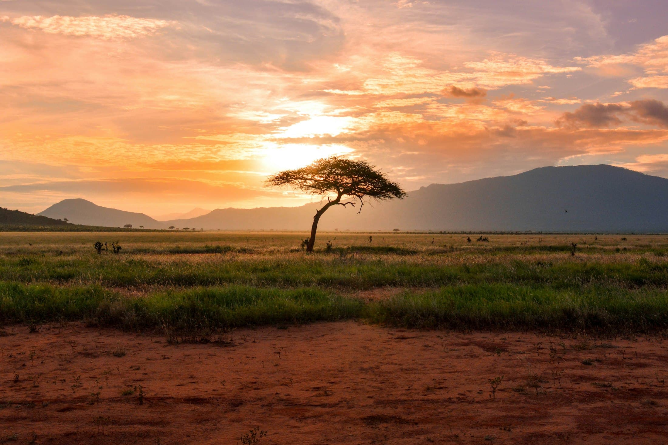 An acacia tree on open grassland at sunset