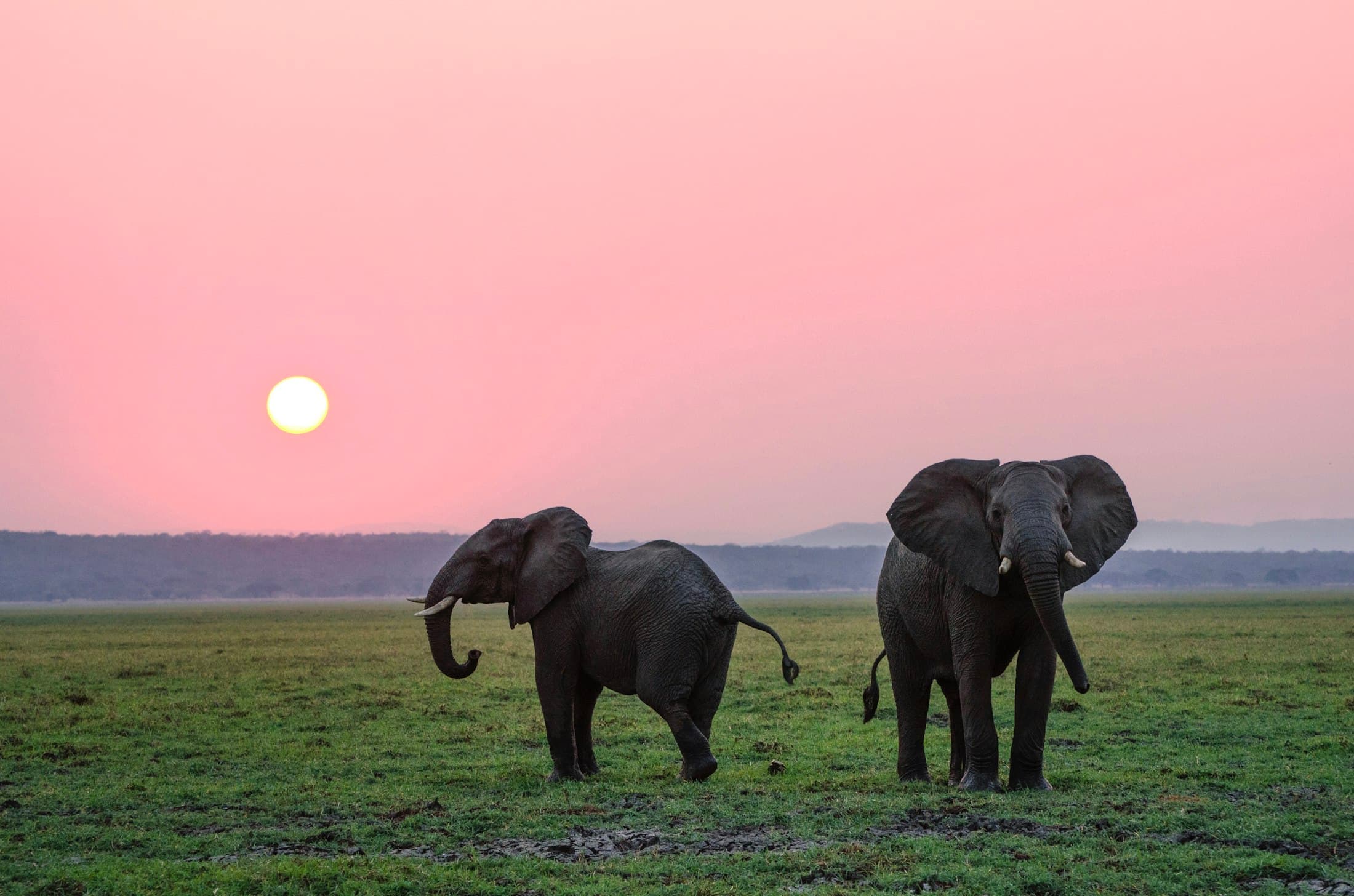 Two African elephants on open grassland at sunset with a low sun