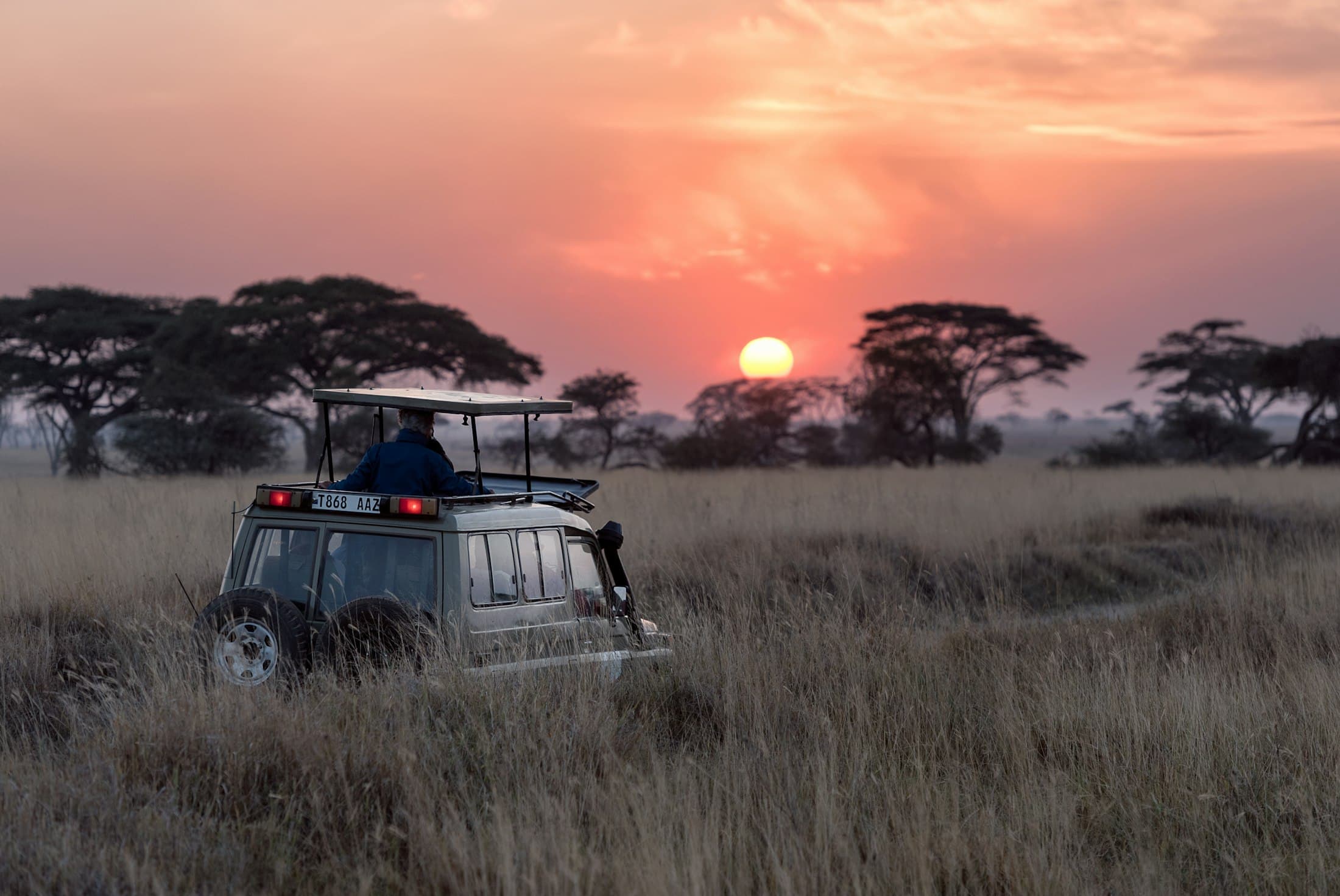 A safari vehicle with a raised roof moving through tall savanna grass at sunset