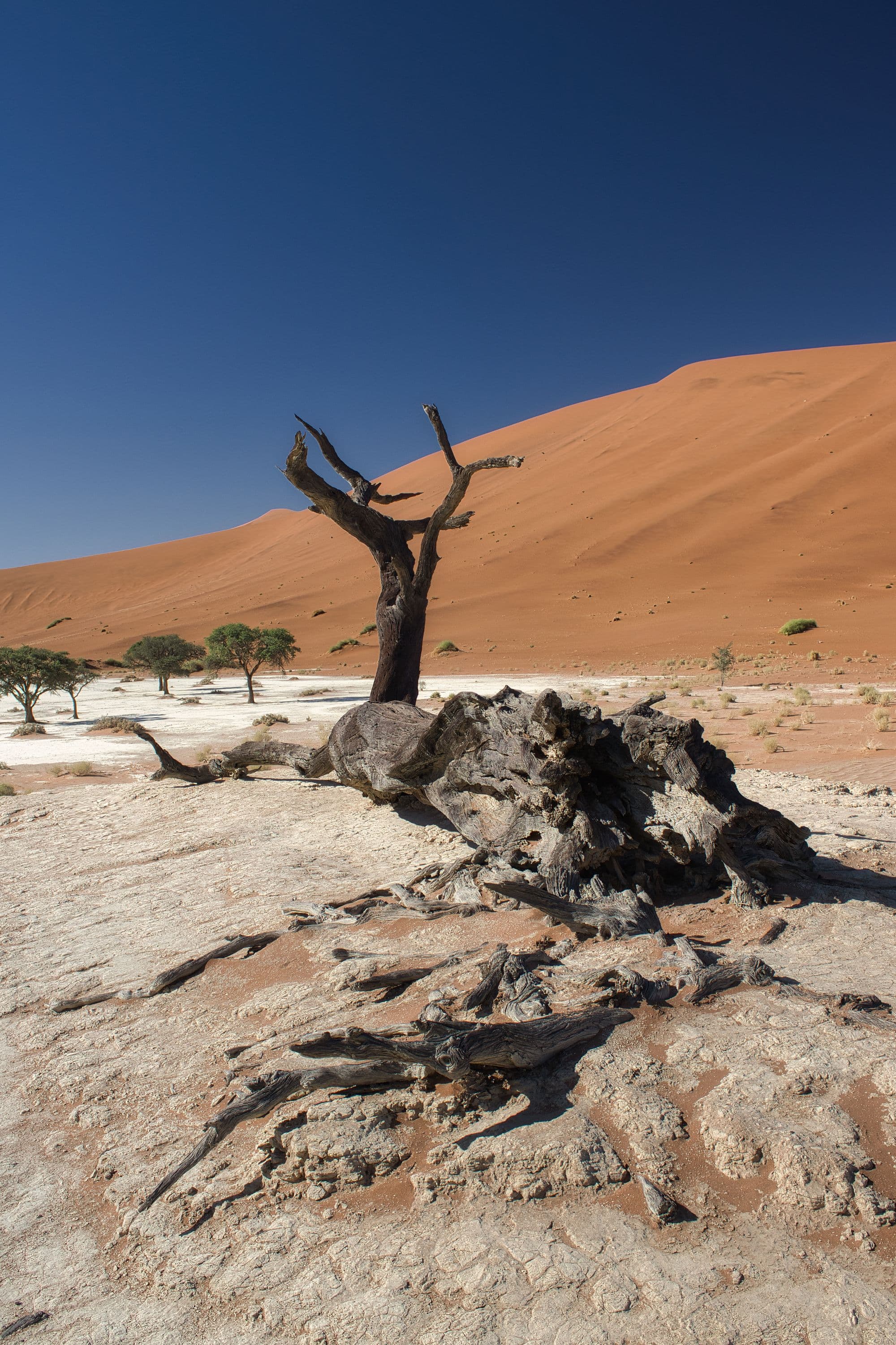 A dead camel-thorn tree on the white clay of Deadvlei with an orange Namib dune behind it