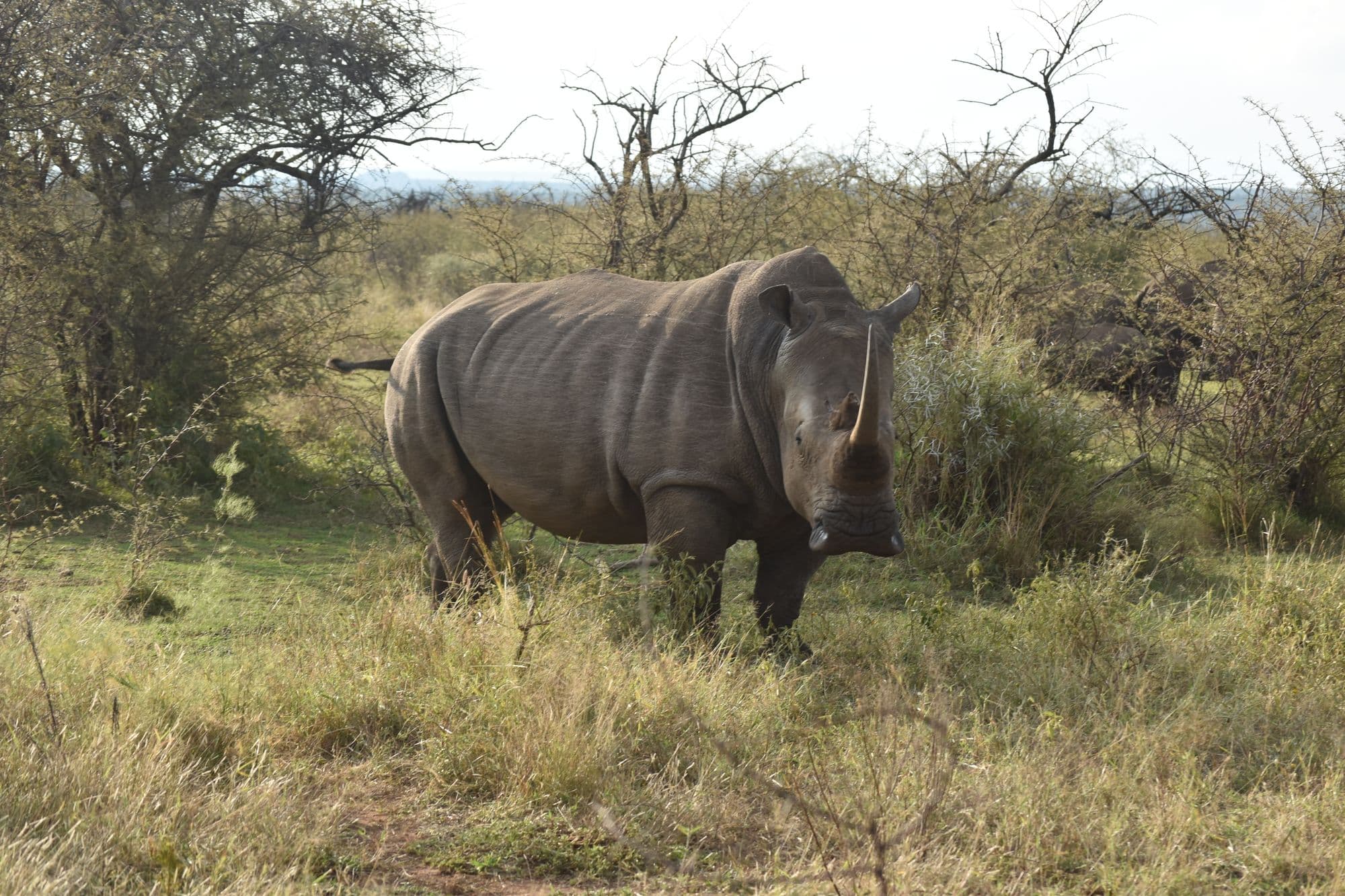 A rhinoceros standing in dry Southern African grassland